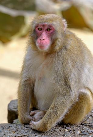 サルの人気ナンバーワンを決める「選抜総選挙」で優勝した「ダブリュ」＝大分市（高崎山自然動物園提供）