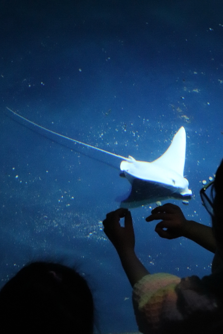 白いマダラトビエイ