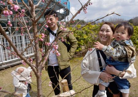 フラワーパーク「とっとり花回廊」で咲き始めた早咲きの桜「春めき」を見る家族連れ＝２０日、鳥取県南部町
