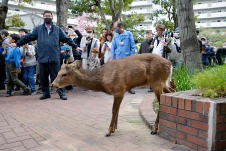 ２４日、大阪市都島区で集合住宅の敷地内を移動するシカ
