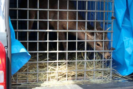 一時保護施設から移送されるシカ＝２７日午後、大阪市住之江区