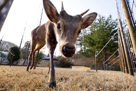 捕獲され、新居となる飼育場所で過ごすシカ＝２７日午後、大阪府能勢町
