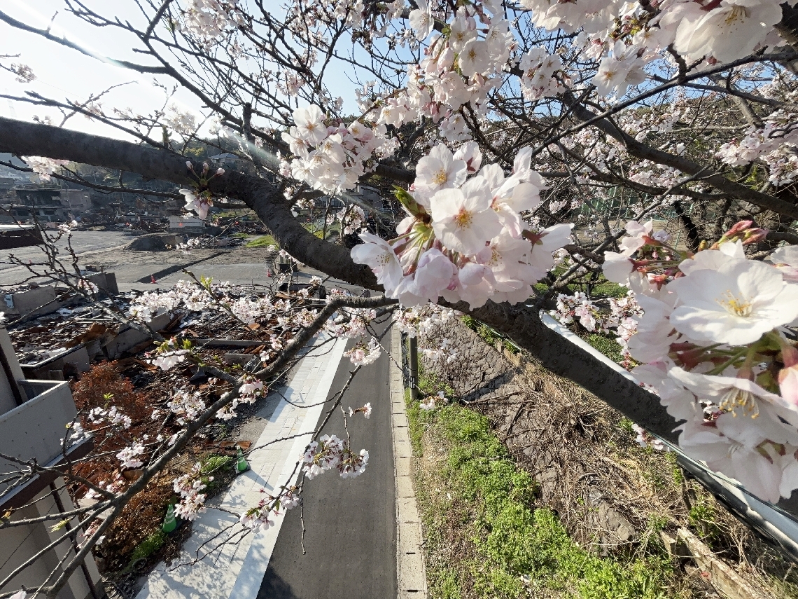 大規模火災の被災地で花を咲かせたサクラ＝大分市佐賀関