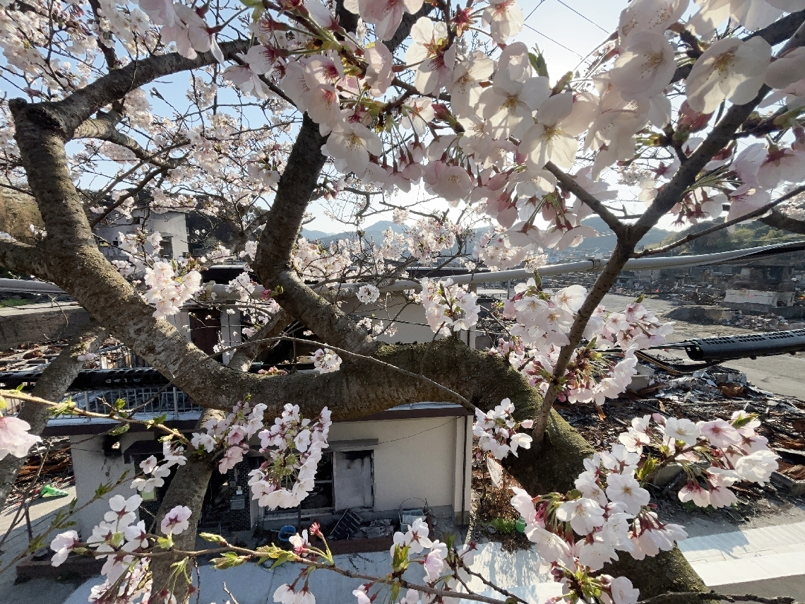 大規模火災の被災地で花を咲かせたサクラ