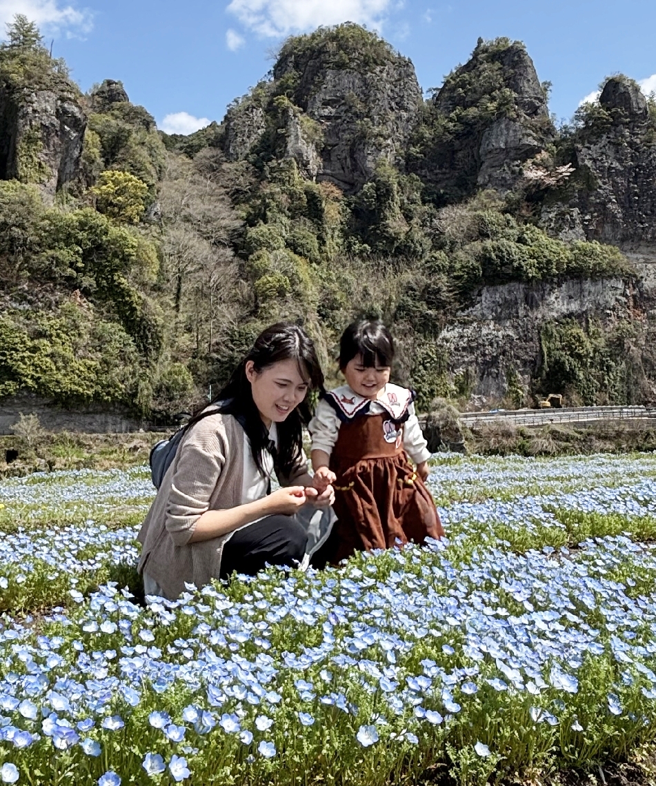 爽やか青いじゅうたん、ネモフィラが見頃 中津市「青の洞門」対岸、12