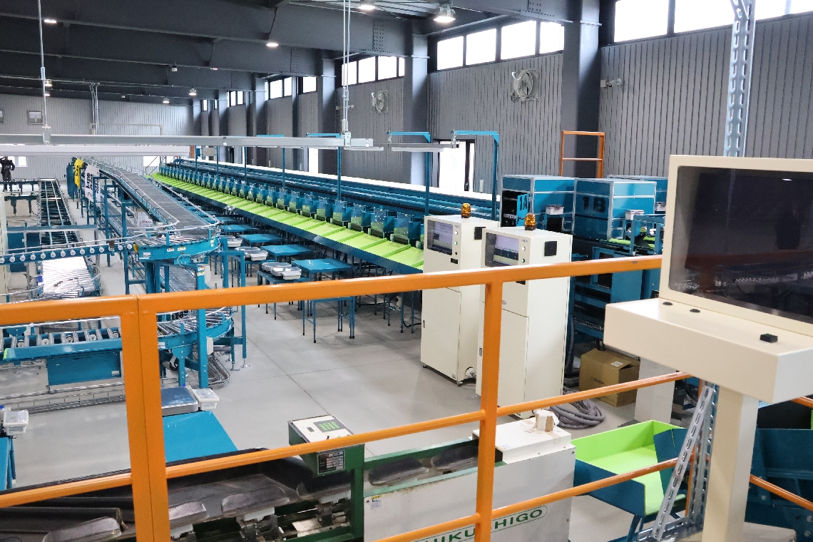 高性能選果ラインで「甘太くん」を選別する新選果場