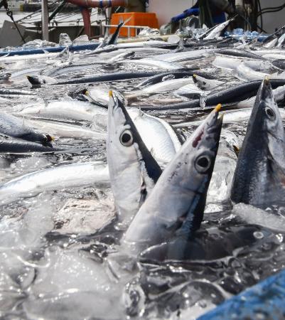 銚子漁港で水揚げされたサンマ＝２０２５年９月、千葉県銚子市