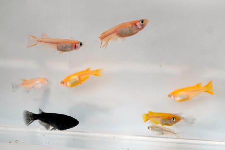 野生メダカ（右下の一番下）と観賞メダカ。左下は「オロチ」