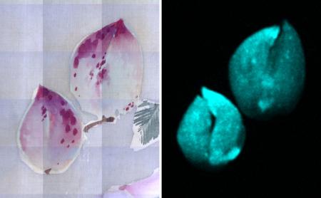 伊藤若冲の絵巻物「果蔬図巻」に描かれたモモ（左）を「元素マッピング」した画像（奈良文化財研究所提供）