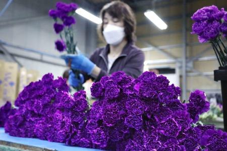 青いカーネーションの出荷作業＝１日午前、千葉県芝山町
