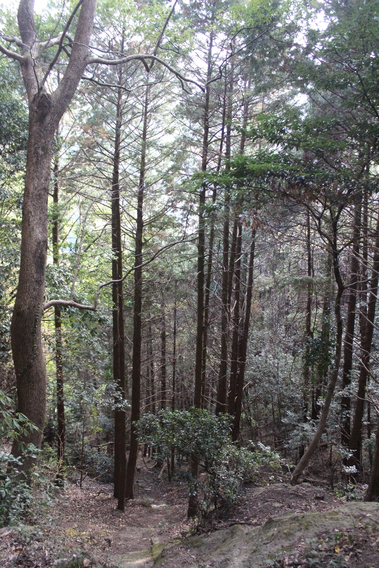 伐採前は木が生い茂り、金色妙見宮から八面山は見えなくなっていた＝２０２５年１２月、中津市三光田口