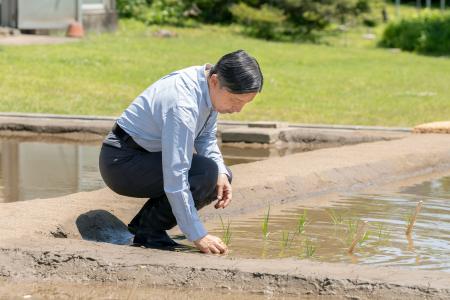 皇居内の水田で田植えをされる天皇陛下＝１３日午前（宮内庁提供）