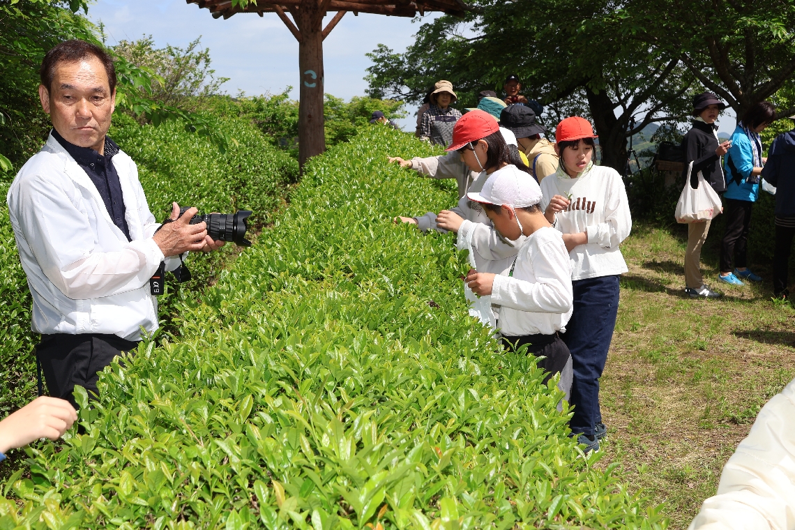 茶摘みを体験する児童と、様子を撮影する大久保久常さん（左端）