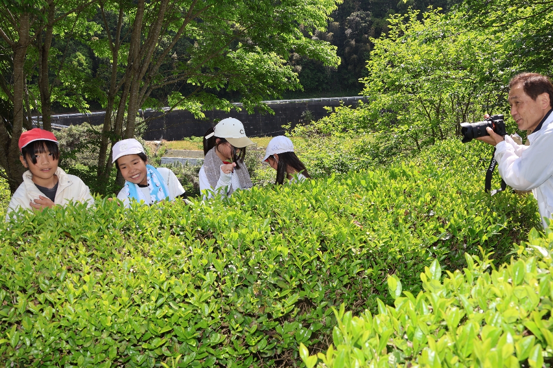 茶摘みを体験する児童たちを動画撮影する大久保久常さん（右端）