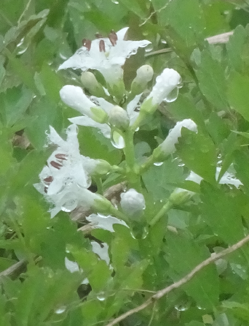 ４月１５日に確認されたミツガシワの花