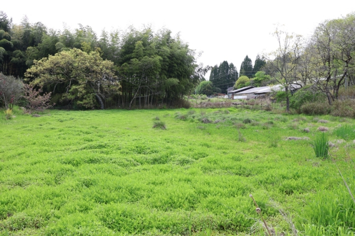 県指定天然記念物となっている野平の自生地