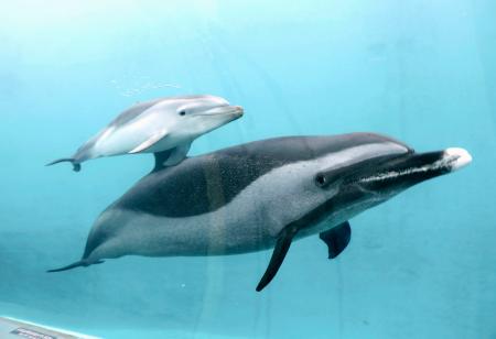 母親（下）に寄り添って泳ぐマダライルカの赤ちゃん＝９日午前、和歌山県太地町の町立くじらの博物館
