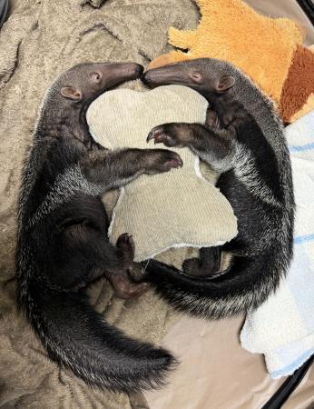 寄り添って休むオオアリクイの双子＝３日（よこはま動物園ズーラシア提供）
