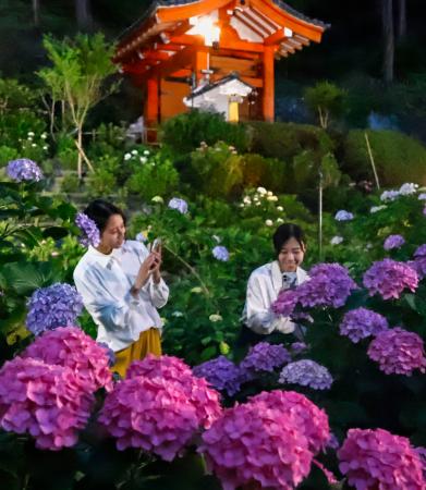 ライトアップの試験点灯で照らし出された三室戸寺のアジサイ＝１１日、京都府宇治市