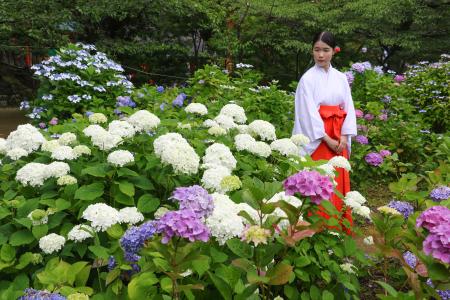 一般公開された熊野那智大社の「紫陽花園」＝１４日午前、和歌山県那智勝浦町