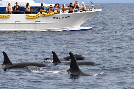 北海道・知床の沖合で、観光船の前に現れたシャチの群れ＝２２日午後