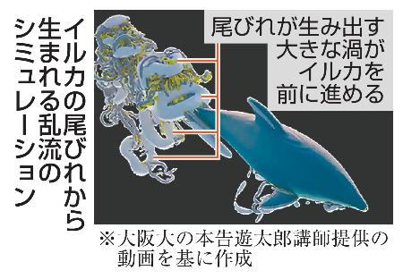 イルカの尾びれから生まれる乱流のシミュレーション