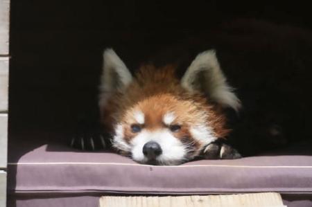 レッサーパンダの風太＝６月、千葉市動物公園（同園提供）