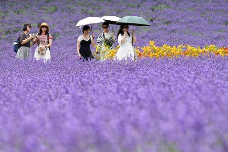 見頃を迎え、丘一面が鮮やかな紫色に染まったラベンダー畑を歩く人たち＝１３日、北海道中富良野町