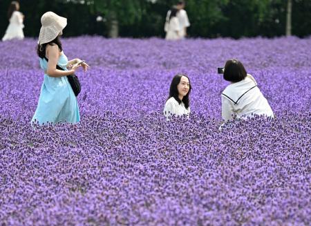 見頃を迎え、丘一面が鮮やかな紫色に染まったラベンダー畑で写真撮影を楽しむ人たち＝１３日、北海道中富良野町