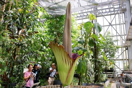 開花した「ショクダイオオコンニャク」＝２３日午後、茨城県つくば市の国立科学博物館筑波実験植物園