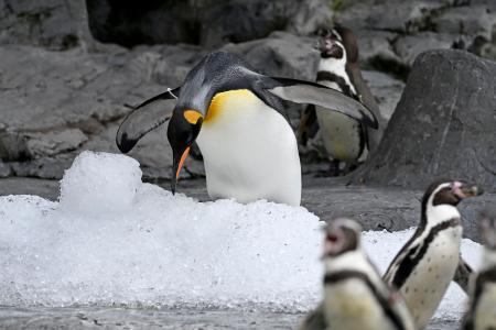 プレゼントされた氷に乗るペンギン＝２５日午前、北海道旭川市の旭山動物園