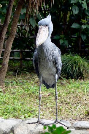 上野動物園のハシビロコウ（東京動物園協会提供）