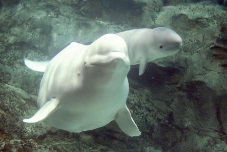 ベルーガの「ナナ」（左）と生まれた子ども＝４日午前、名古屋市（名古屋港水族館提供）