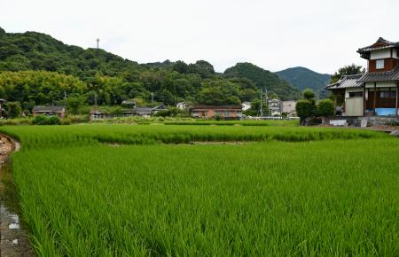 地震で熊本県八代市の田んぼに出現した断層（中央）＝１５日午後