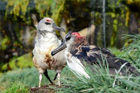 南アフリカ領マリオン島で、ハツカネズミに襲われてけがをしたハイガシラアホウドリ（Ｂｅｎ　Ｄｉｌｌｅｙ／Ｍｏｕｓｅ―Ｆｒｅｅ　Ｍａｒｉｏｎ　Ｐｒｏｊｅｃｔ提供・共同）