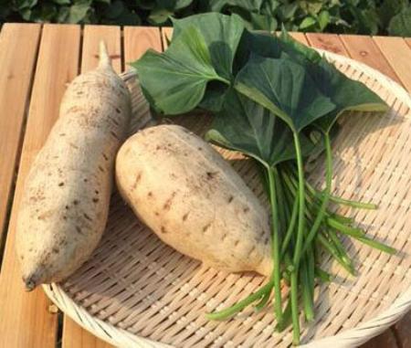 サツマイモの品種「すいおう」（埼玉県坂戸市役所提供）