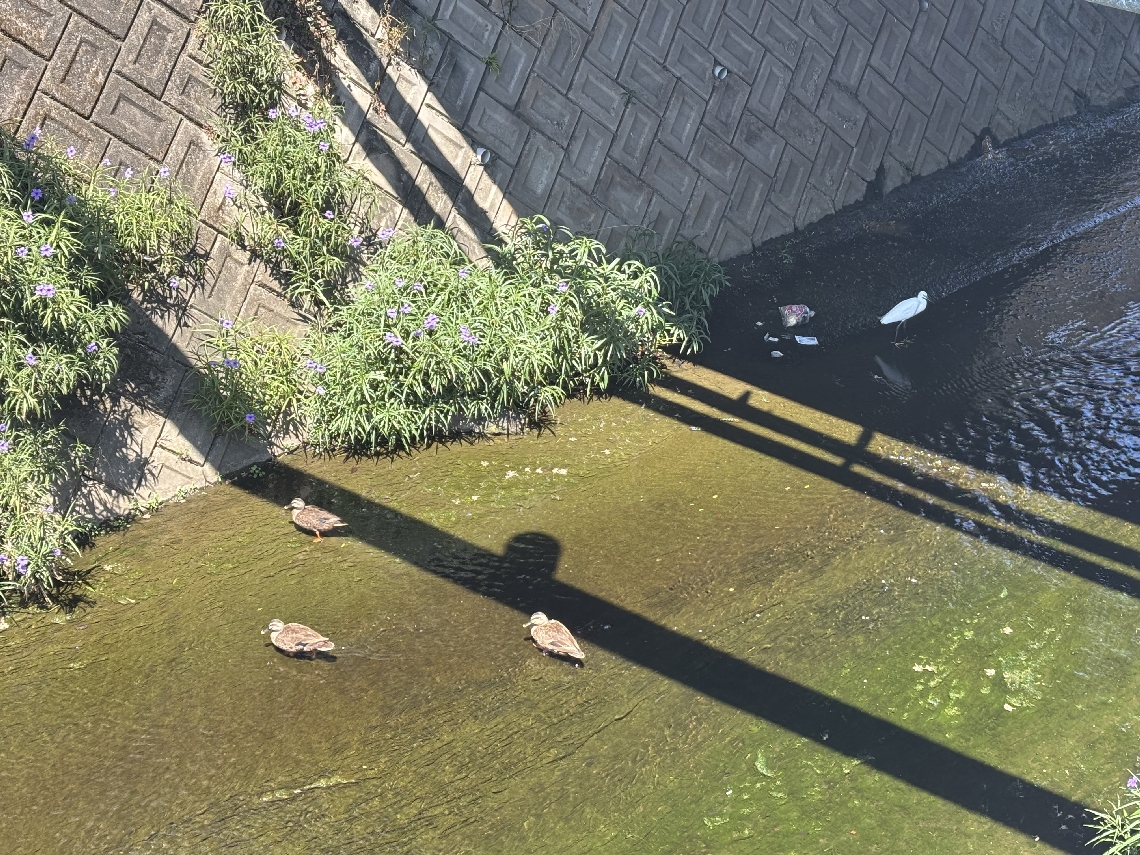 （２枚目）カモやサギがいるのどかな大分市の住吉川。サギの横には投げ捨てられたゴミ