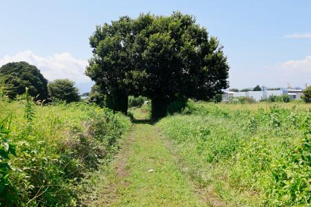 高校生が倒れていた現場付近の農道＝２４日正午ごろ、相模原市中央区