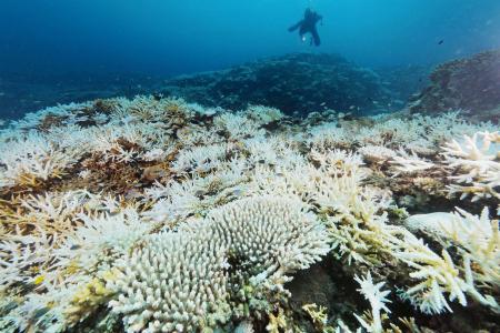 白化したサンゴ＝２０２２年９月、沖縄県・小浜島沖