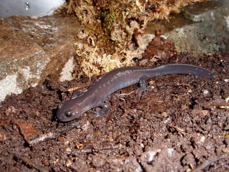 園で飼育する、今回繁殖したアカイシサンショウウオ（長野市茶臼山動物園提供）