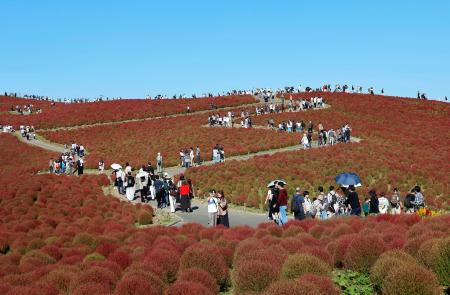 国営ひたち海浜公園で見頃を迎えたコキア＝１１日午後、茨城県ひたちなか市