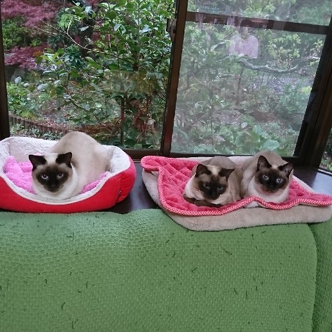 投稿写真 大分のニュースなら 大分合同新聞プレミアムオンライン Gate