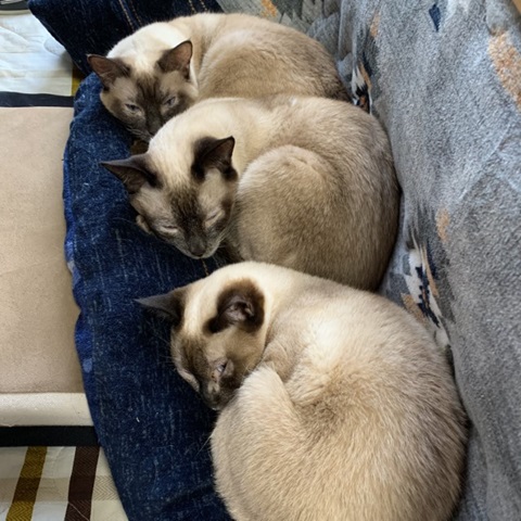 投稿写真 大分のニュースなら 大分合同新聞プレミアムオンライン Gate