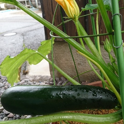 投稿写真 大分のニュースなら 大分合同新聞プレミアムオンライン Gate