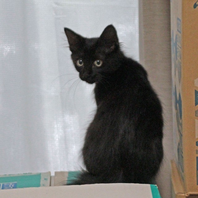 愛しのペットたち - 大分のニュースなら 大分合同新聞プレミアム 