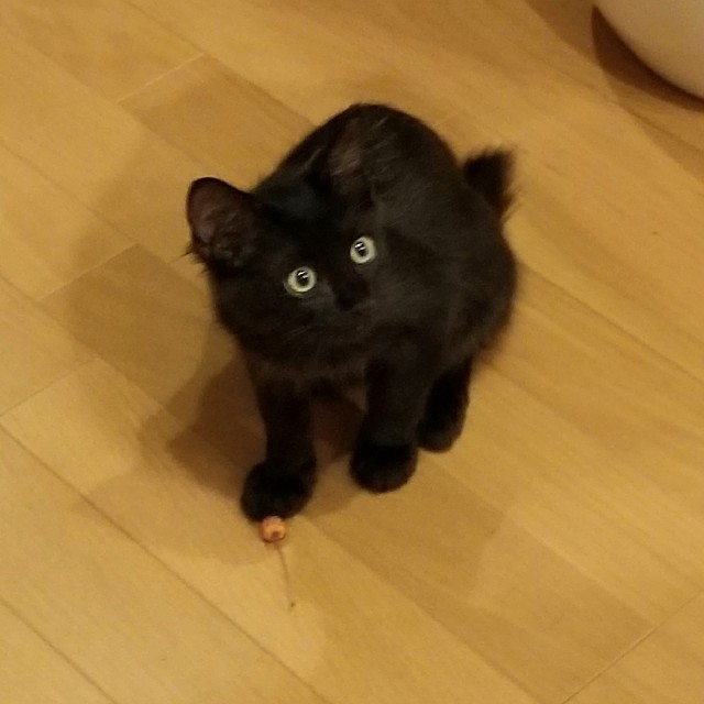 愛しのペットたち - 大分のニュースなら 大分合同新聞プレミアム 