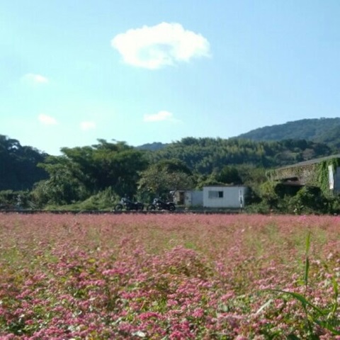 投稿写真 大分のニュースなら 大分合同新聞プレミアムオンライン Gate