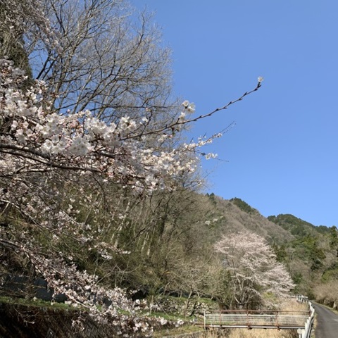 投稿写真 大分のニュースなら 大分合同新聞プレミアムオンライン Gate